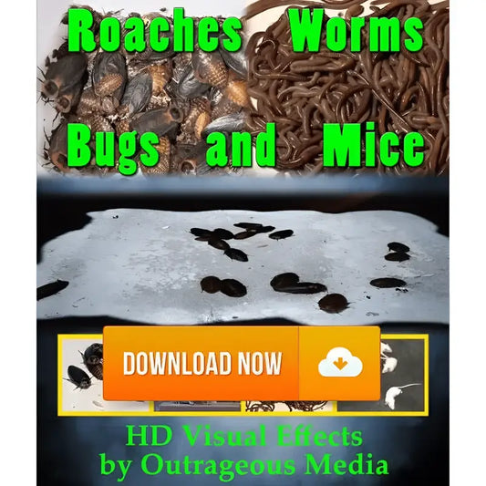 Roaches Worms Bugs & Mice Projection Effect Digital Download - Digital Decorations and Projection Effects